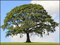 Quercia Quercia